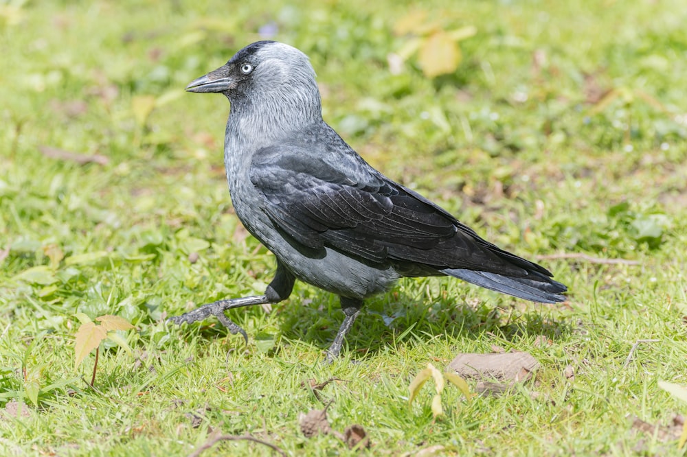 a black bird standing on top of a lush green field