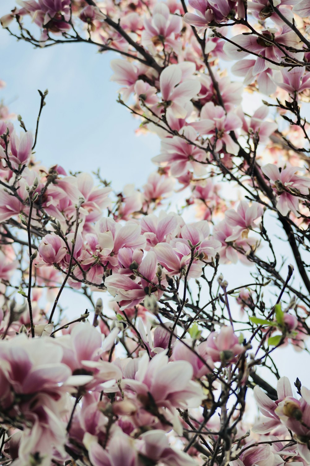 a bunch of pink flowers on a tree