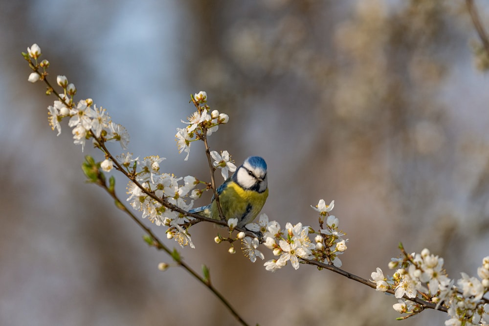 木の枝の上に座っている青と黄色の鳥
