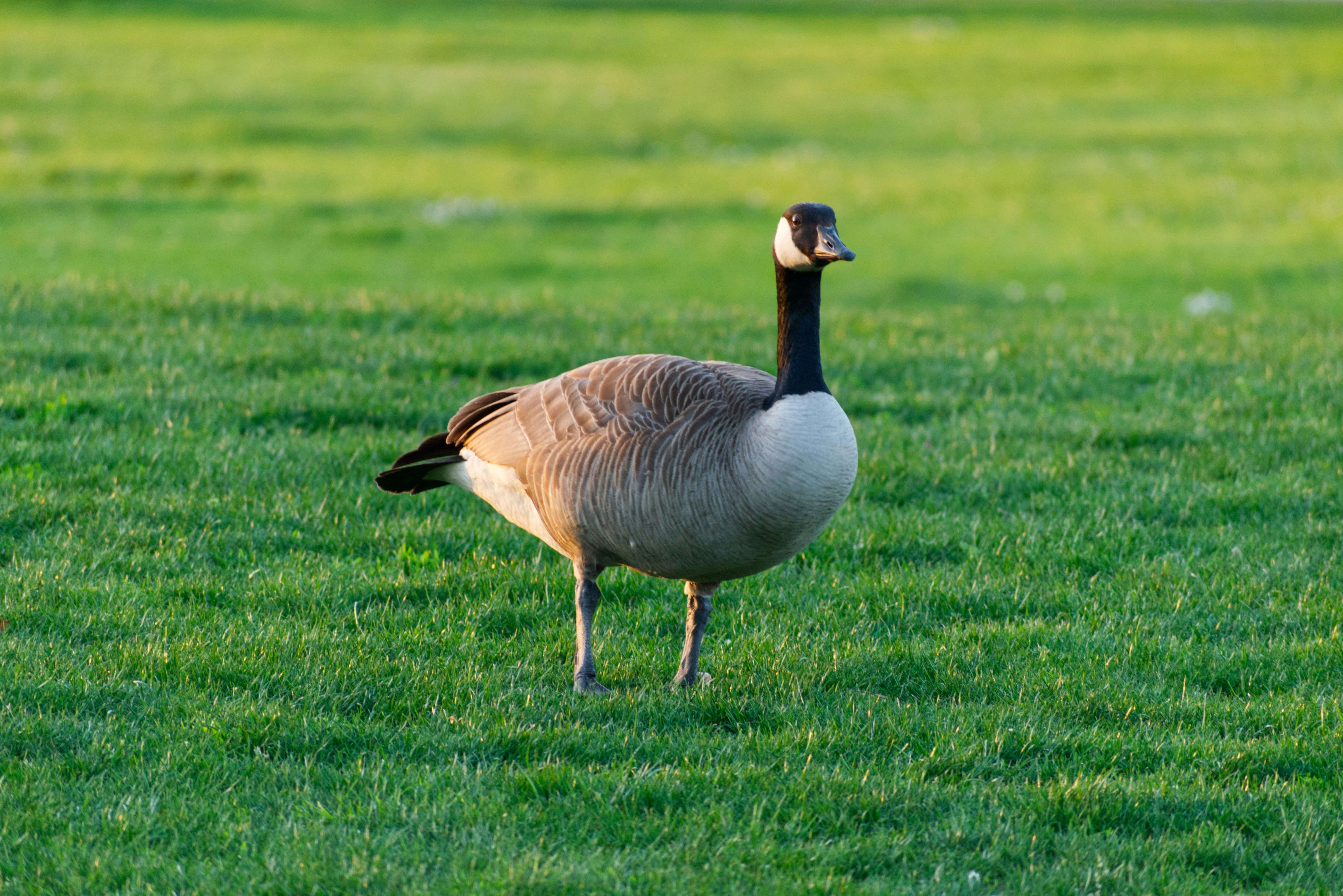 Foster City Still Has a Goose Problem, Will Pay Someone to Scare Them Off