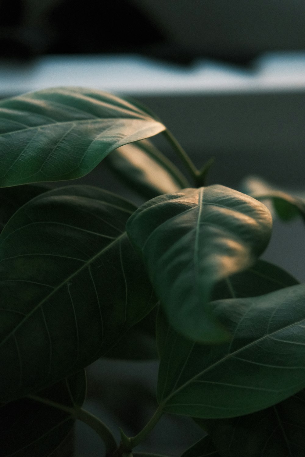 a close up of a green plant with leaves