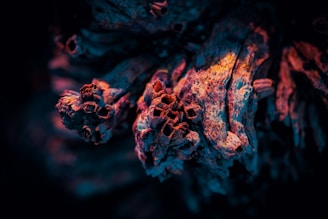 An artistic close-up of textured bark, displaying intricate patterns and grooves. The warped wood is illuminated with vibrant shades of blue, orange, and pink, creating a surreal, otherworldly appearance.