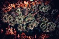 A close-up of a rocky surface covered in colorful mineral deposits and formations. The textures are intricate and varied, with crusty layers and iridescent patches appearing within the rough structure.