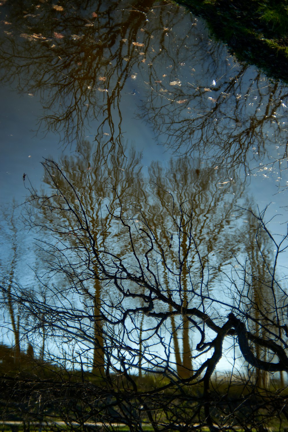 a reflection of trees in a puddle of water