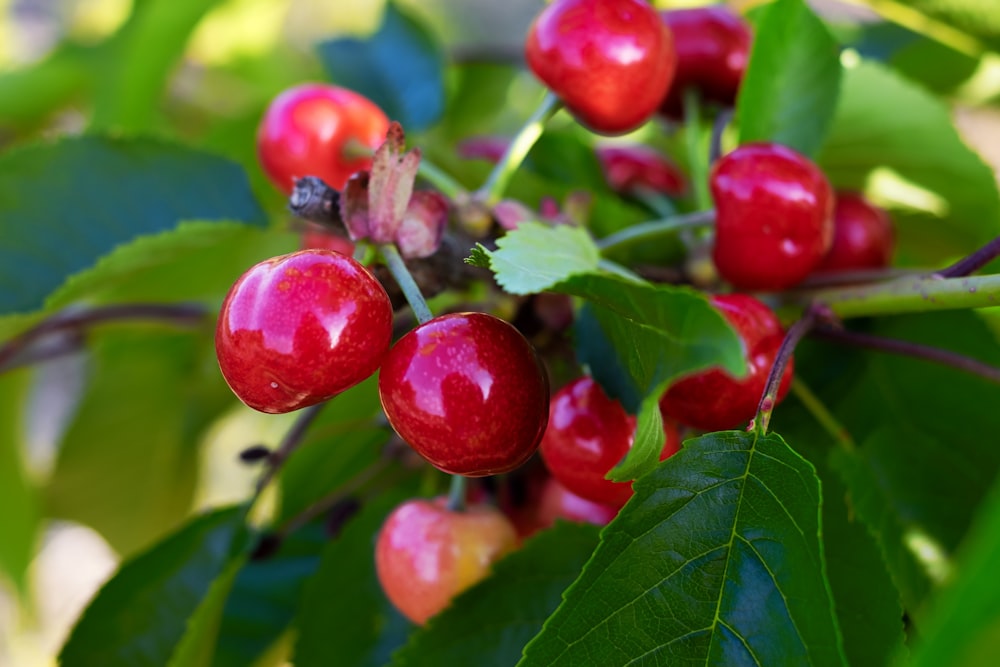 a bunch of cherries hanging from a tree