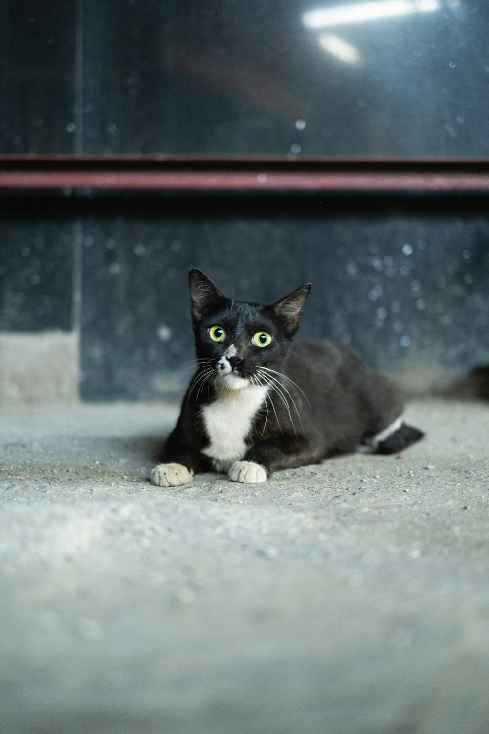 a black and white cat laying on the ground