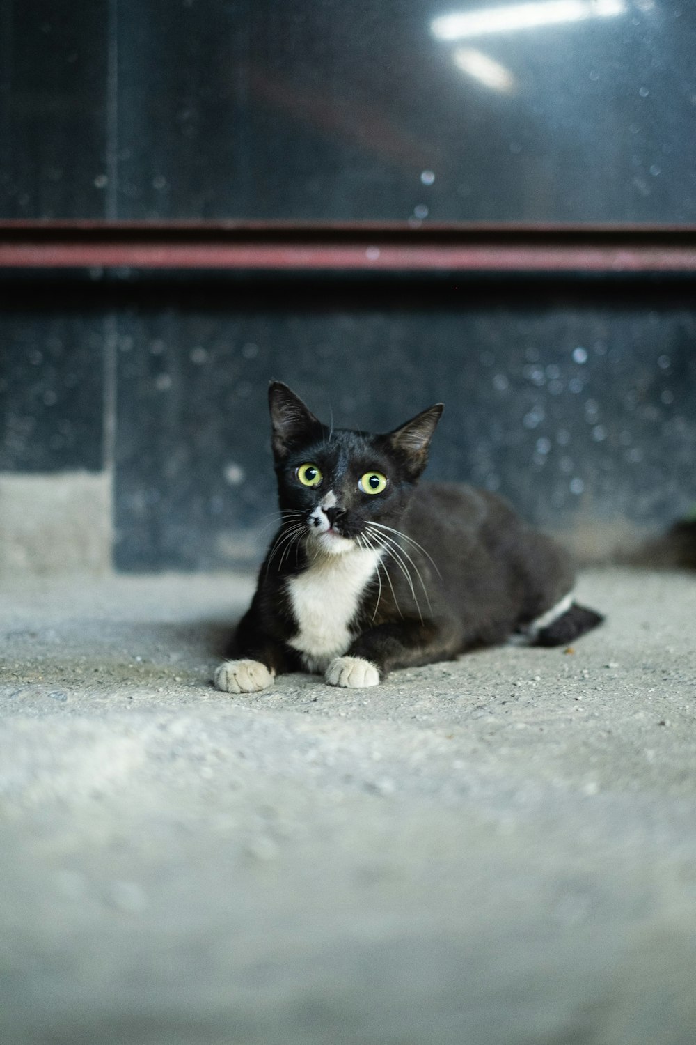eine schwarz-weiße Katze, die auf dem Boden liegt