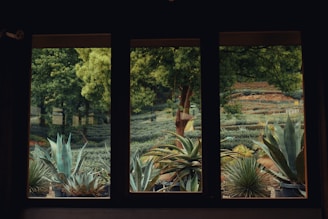 A serene view of the Abuelo Juan Cob botanical garden with native medicinal plants.