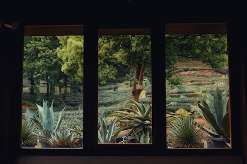 A serene view of the Abuelo Juan Cob botanical garden with native medicinal plants.