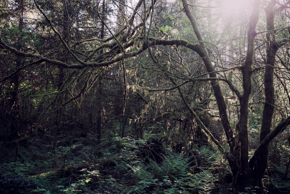 the sun shines through the trees in the forest