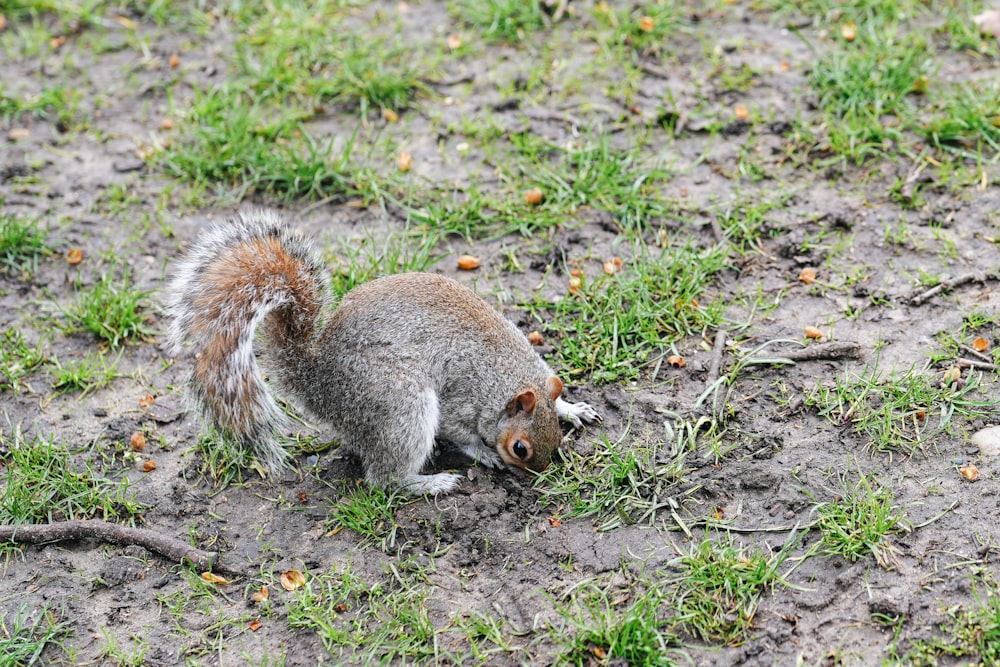 a small squirrel is standing in the grass