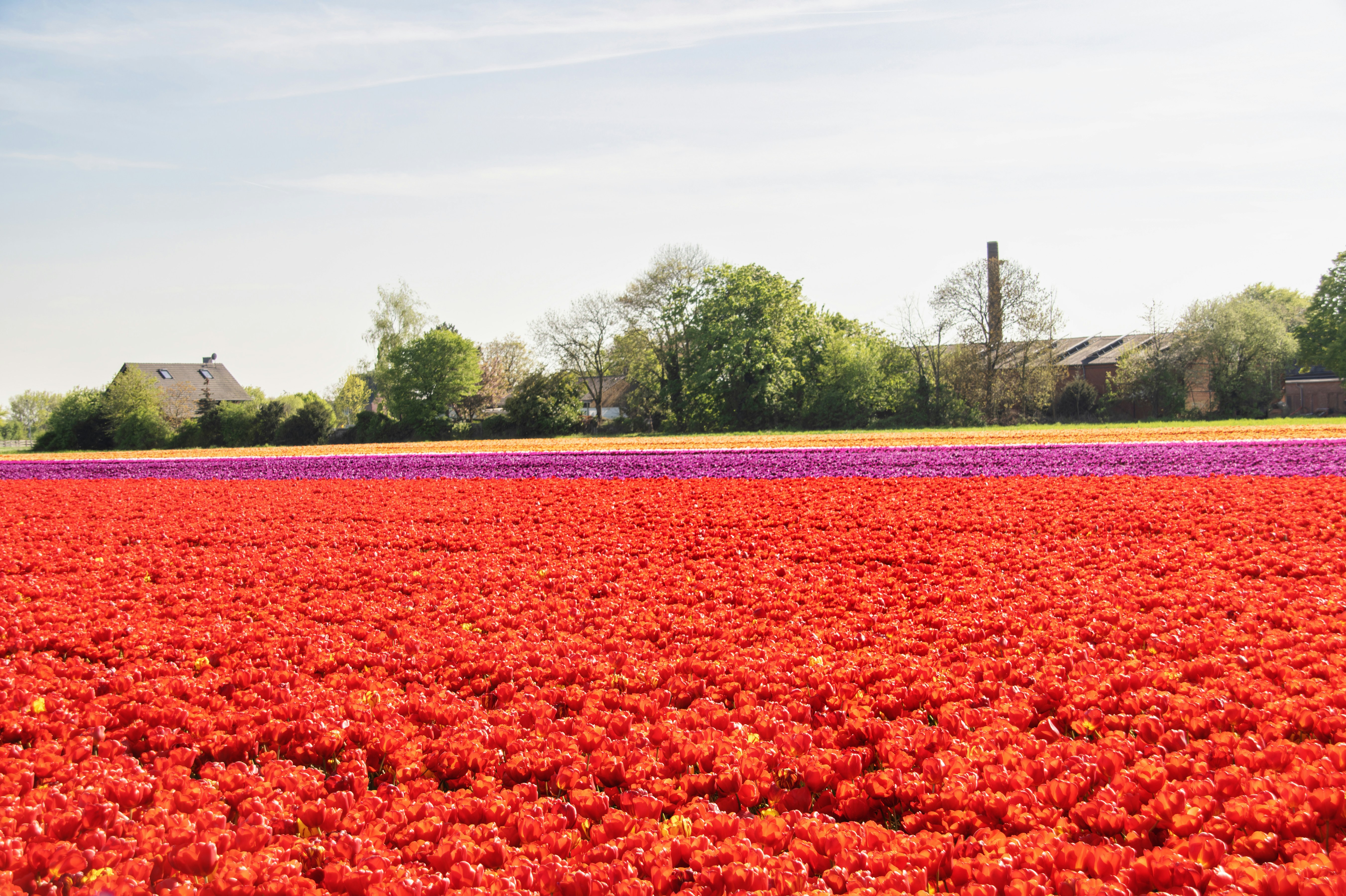 ein Feld voller roter und violetter Blumen