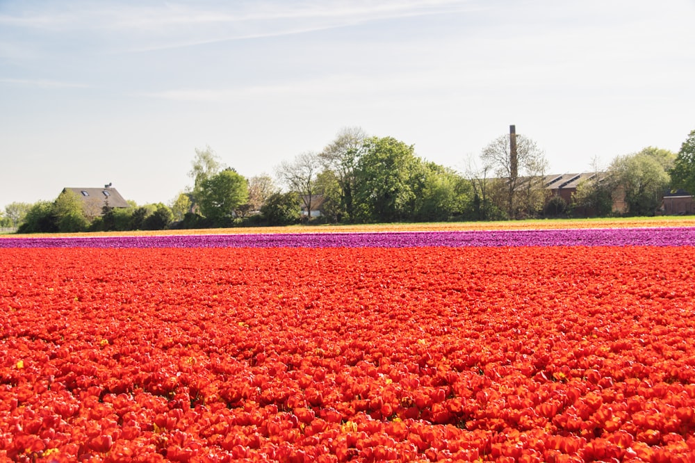 Un campo lleno de flores rojas y moradas