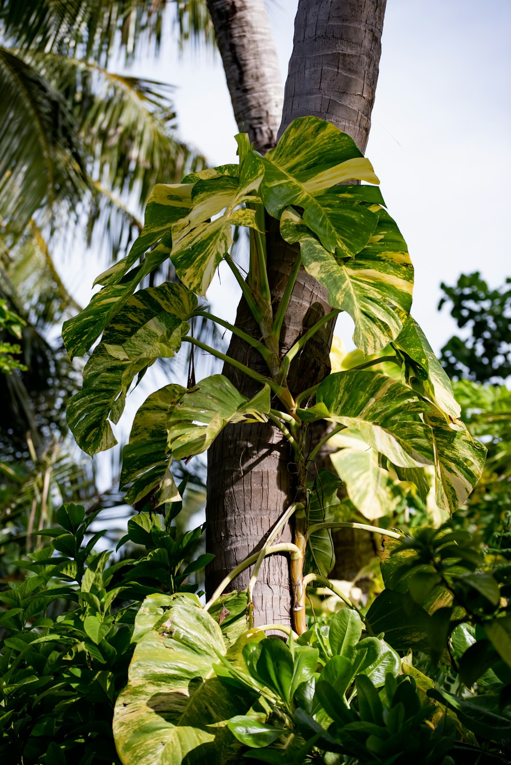 eine große Blattpflanze, die an der Seite einer Palme wächst