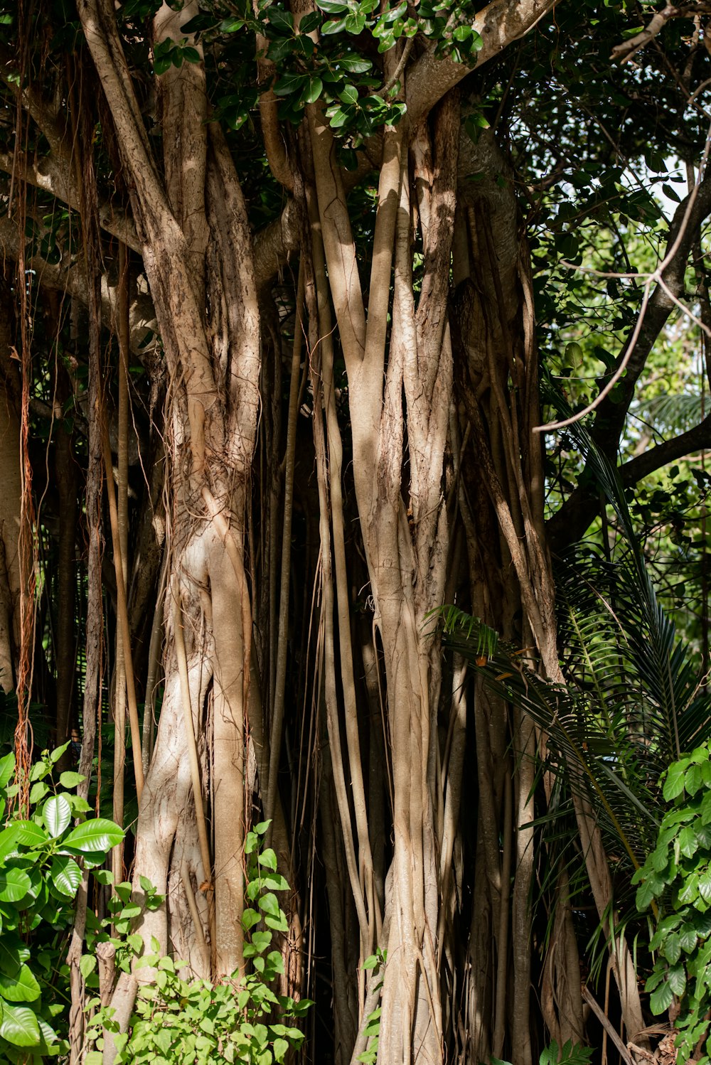 a group of trees that are next to each other