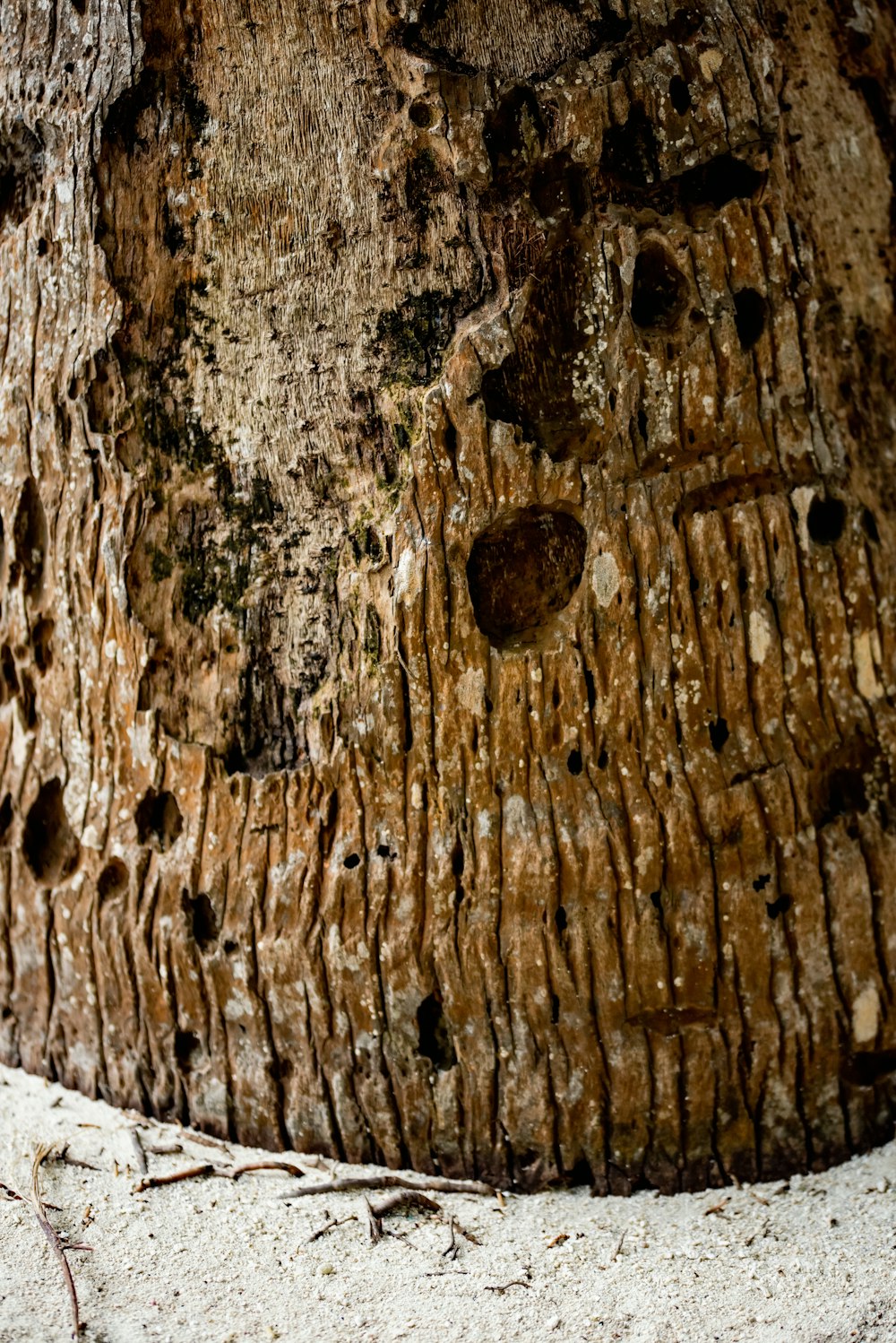 a close up of the bark of a tree