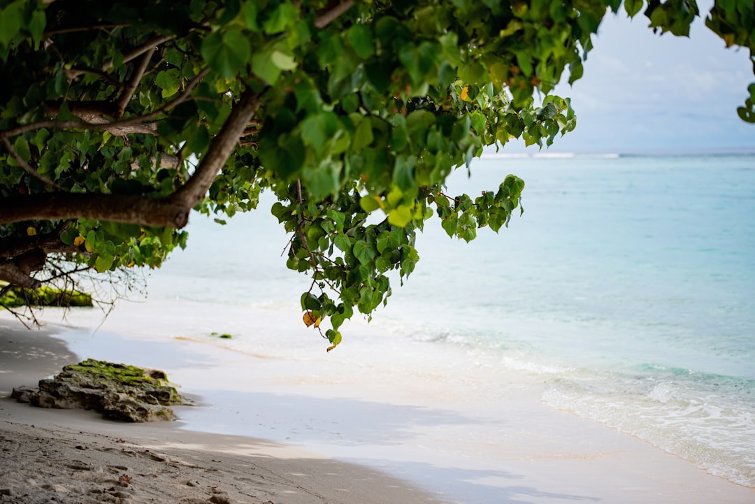 a sandy beach with a tree overhanging the water,