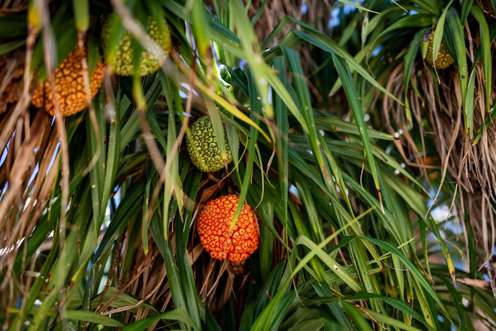 a bunch of fruit hanging from a palm tree