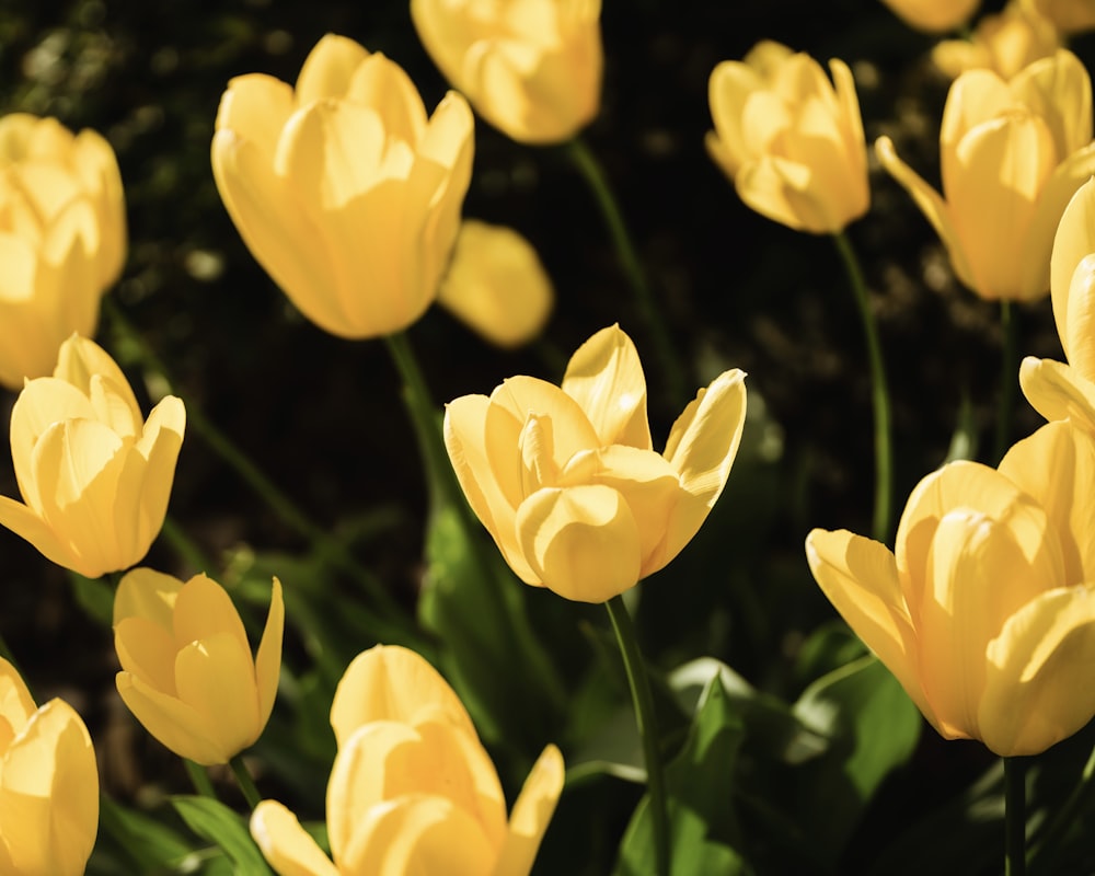 a bunch of yellow flowers that are in the grass