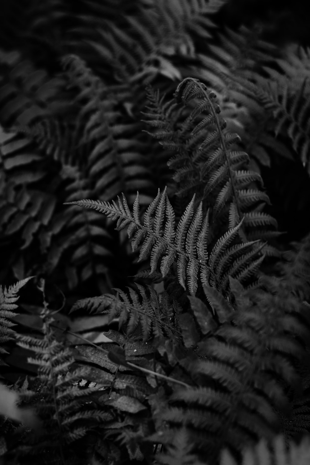 a black and white photo of a bunch of ferns