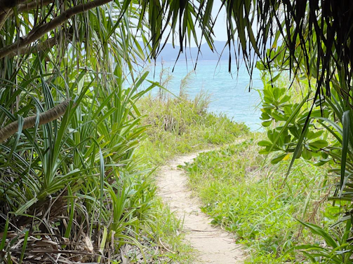 A panoramic shot of the winding path leading to hidden cenotes framed by vibrant tropical greenery near Chichen Itza.