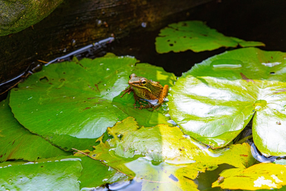 a frog sitting on a leaf in a pond