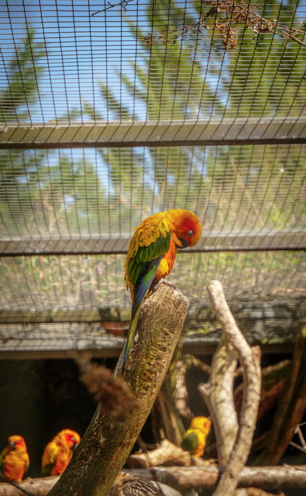 Ein bunter Vogel sitzt auf einem Ast in einem Käfig