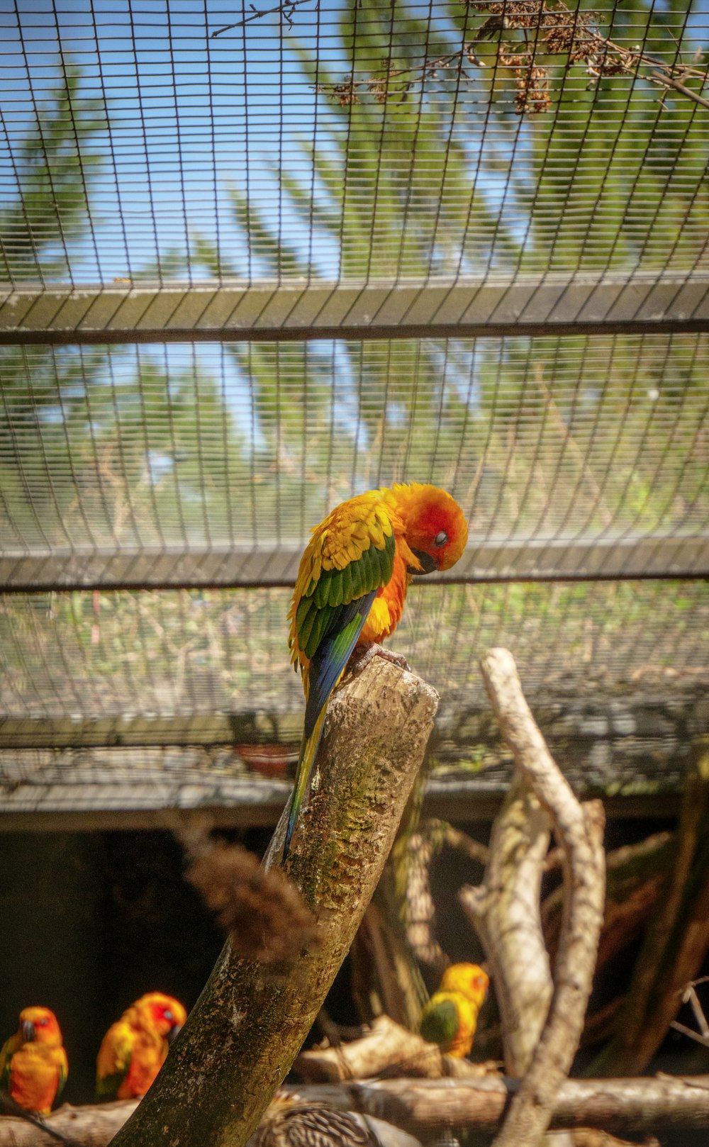 a colorful bird perched on a branch in a cage