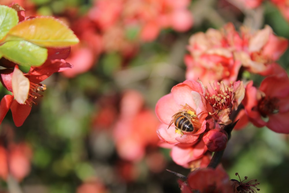 a close up of a flower with a bee on it