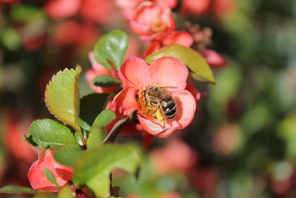 a bee sitting on top of a pink flower