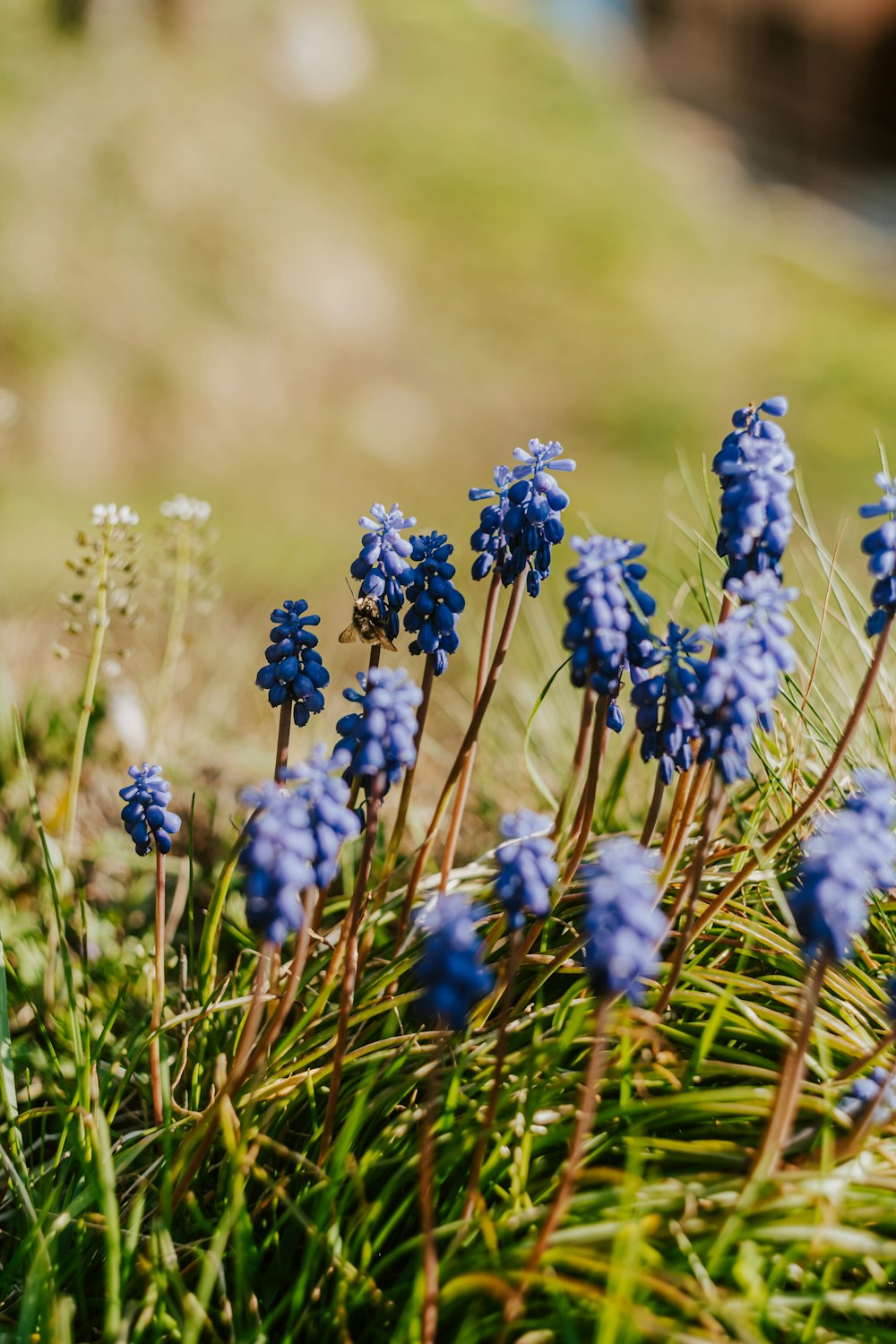 a bunch of blue flowers that are in the grass