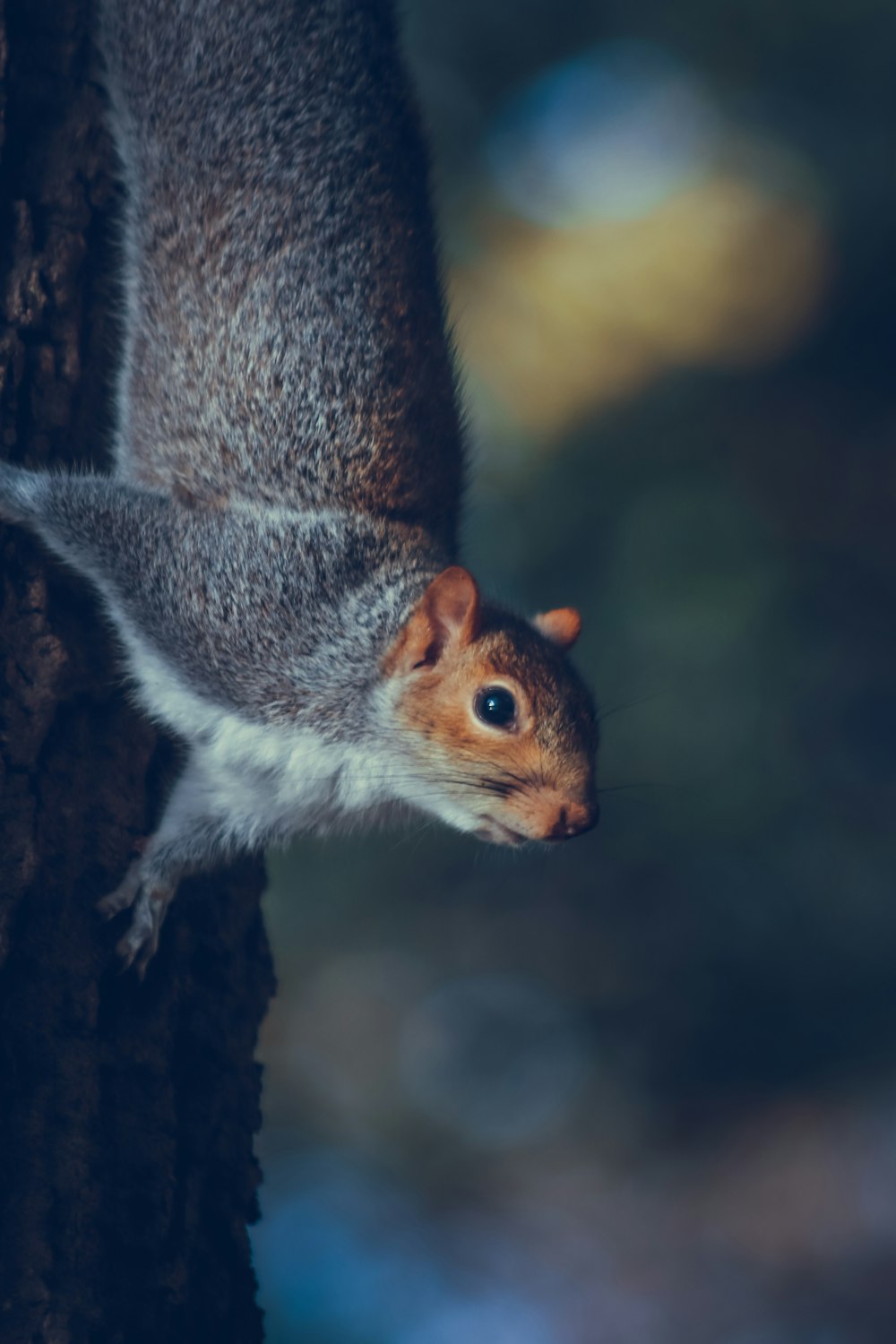 a close up of a squirrel on a tree