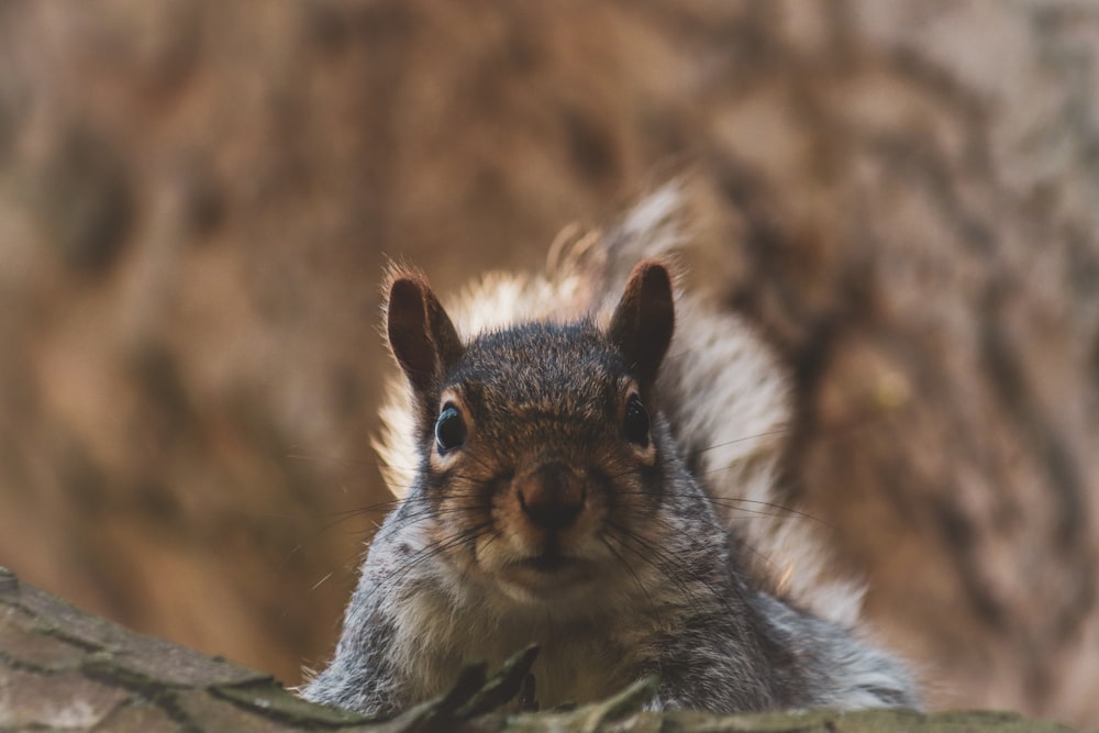 a close up of a squirrel on a tree branch