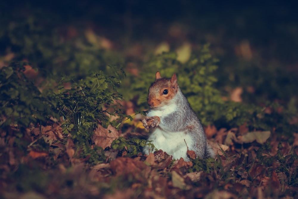 a squirrel is sitting in the leaves on the ground