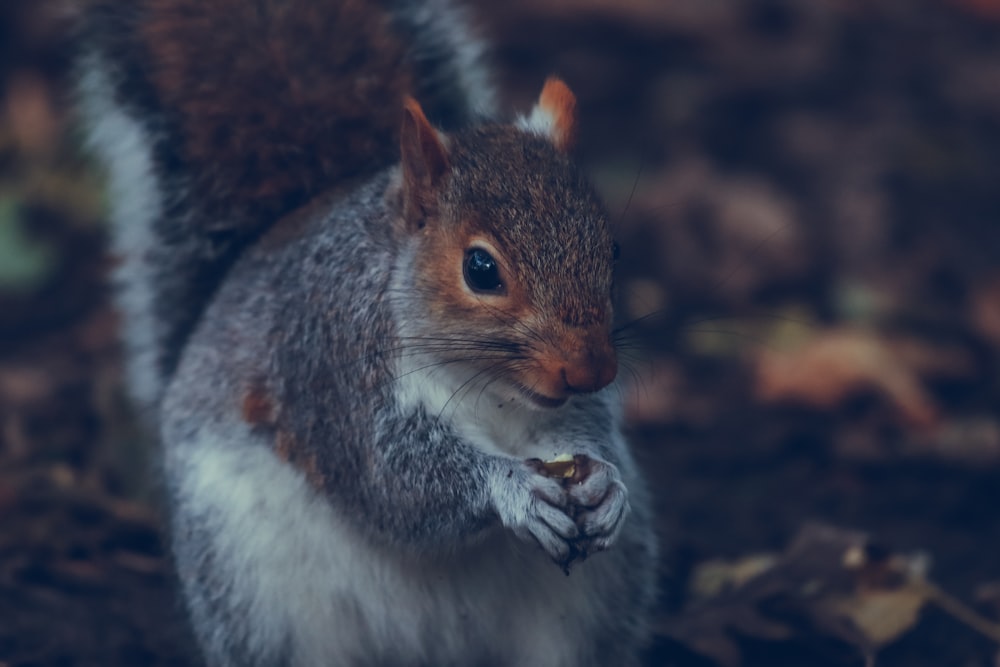 a close up of a squirrel eating something