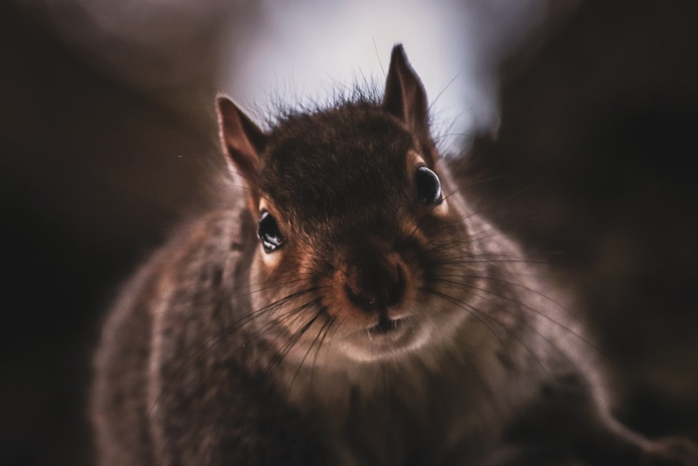 a close up of a squirrel looking at the camera