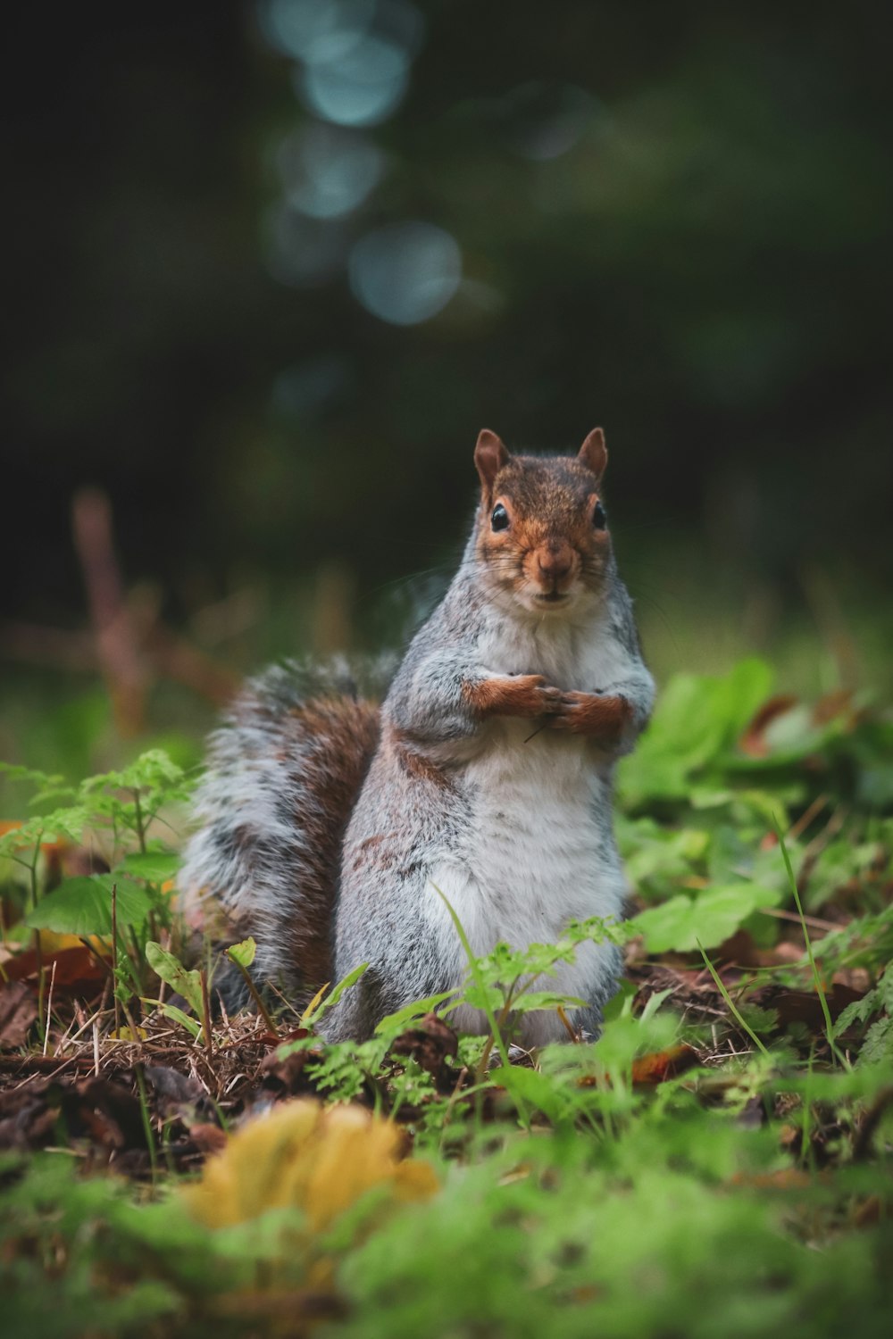 a squirrel sitting on the ground eating a piece of wood