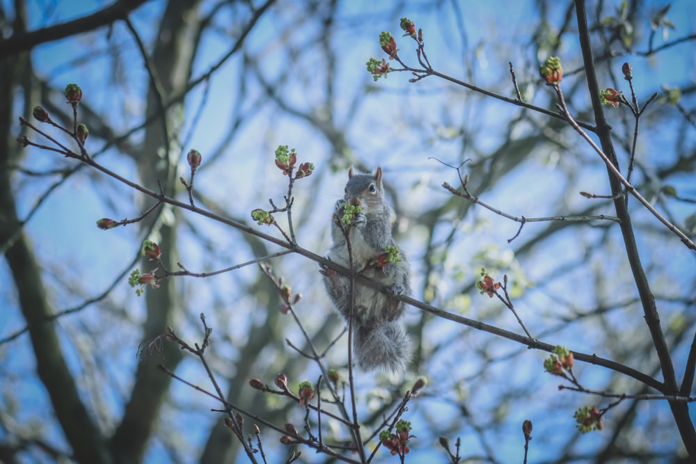 a bird sitting on a branch of a tree