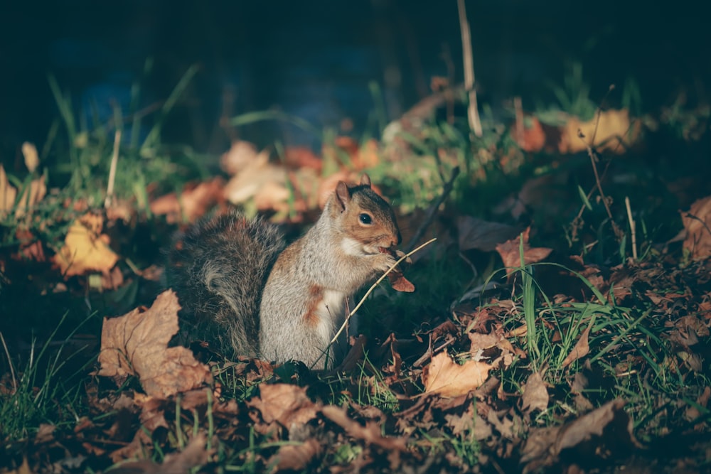 a squirrel is sitting in the leaves on the ground