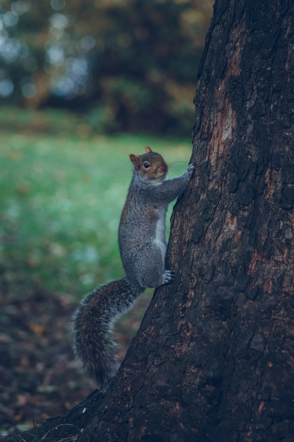 a squirrel climbing up the side of a tree