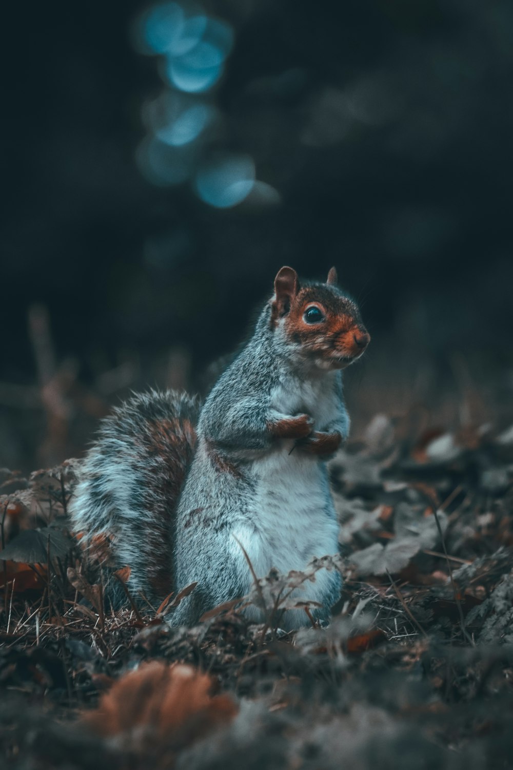 a squirrel sitting in the middle of a forest