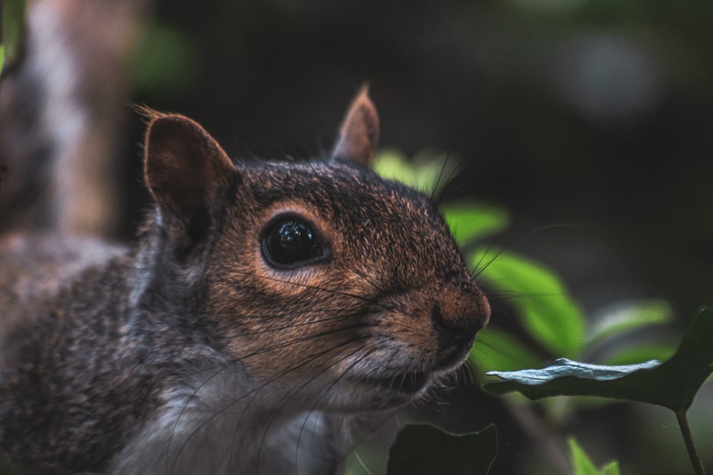 a close up of a squirrel eating a leaf