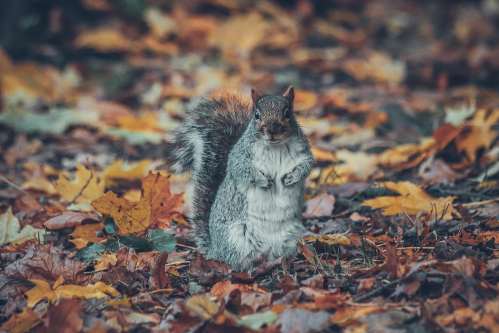 a squirrel is standing on its hind legs in the leaves