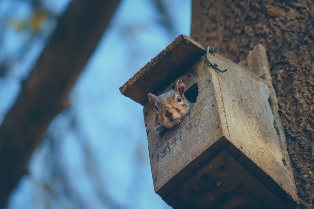 a squirrel is peeking out of a birdhouse