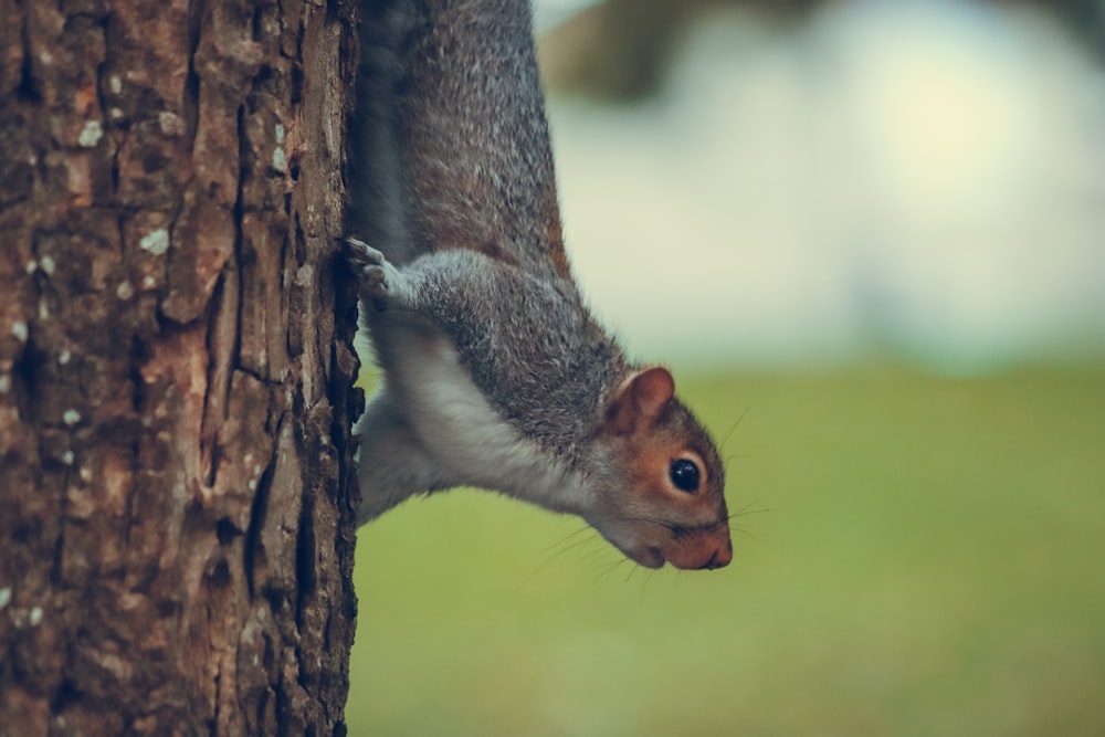 a squirrel climbing up the side of a tree