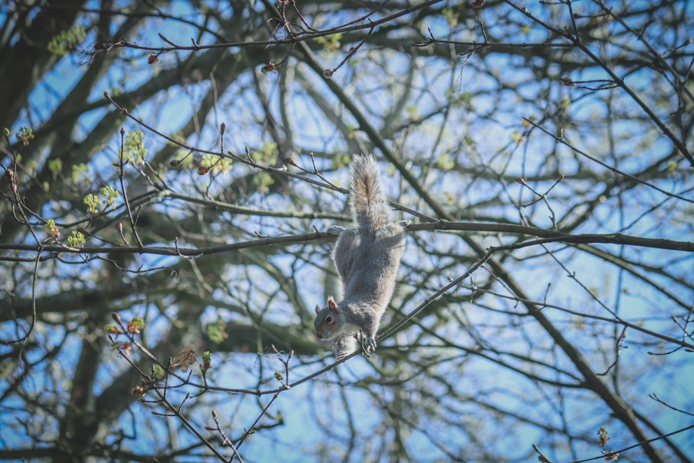 a squirrel sitting on a branch of a tree