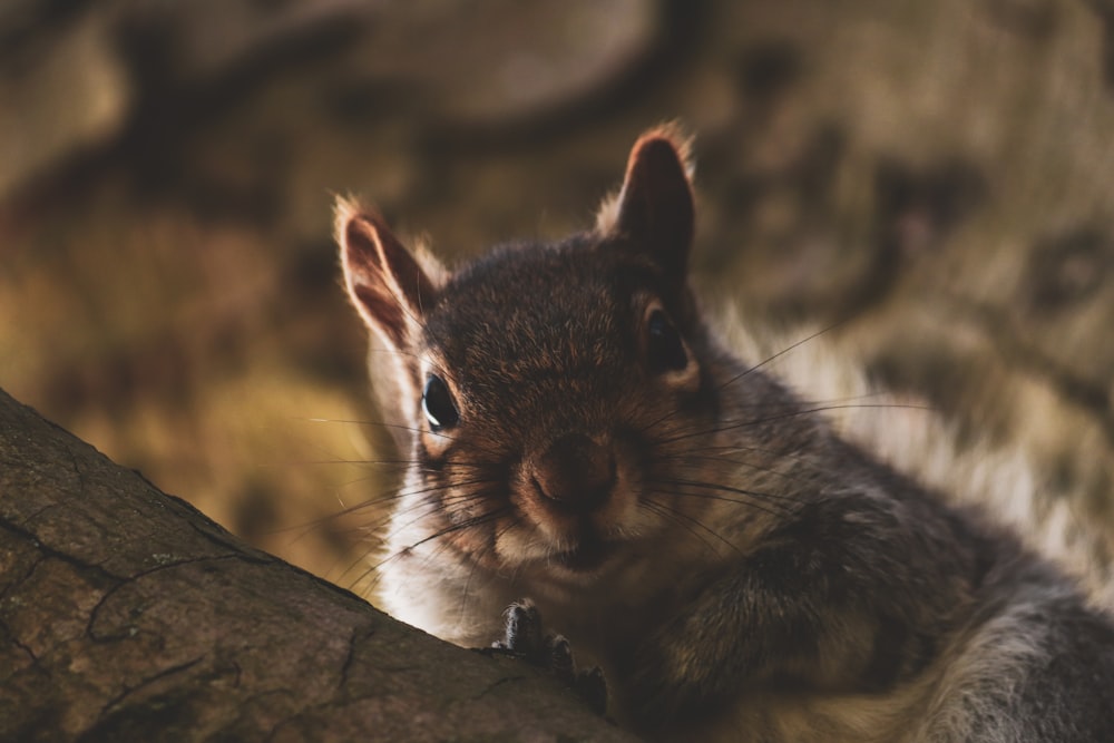 a close up of a squirrel on a tree branch