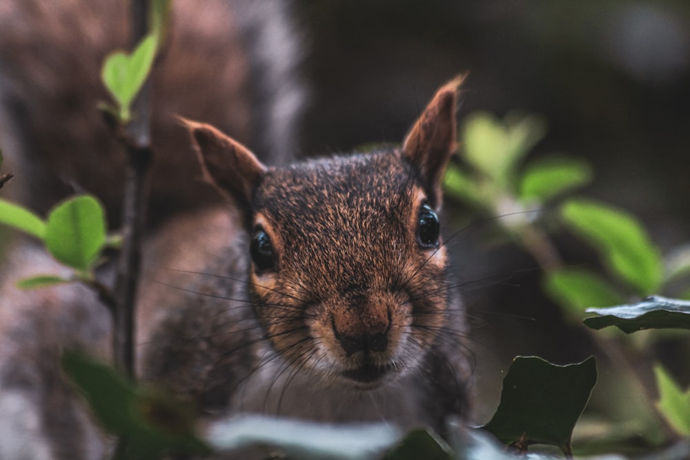 a close up of a squirrel in a tree