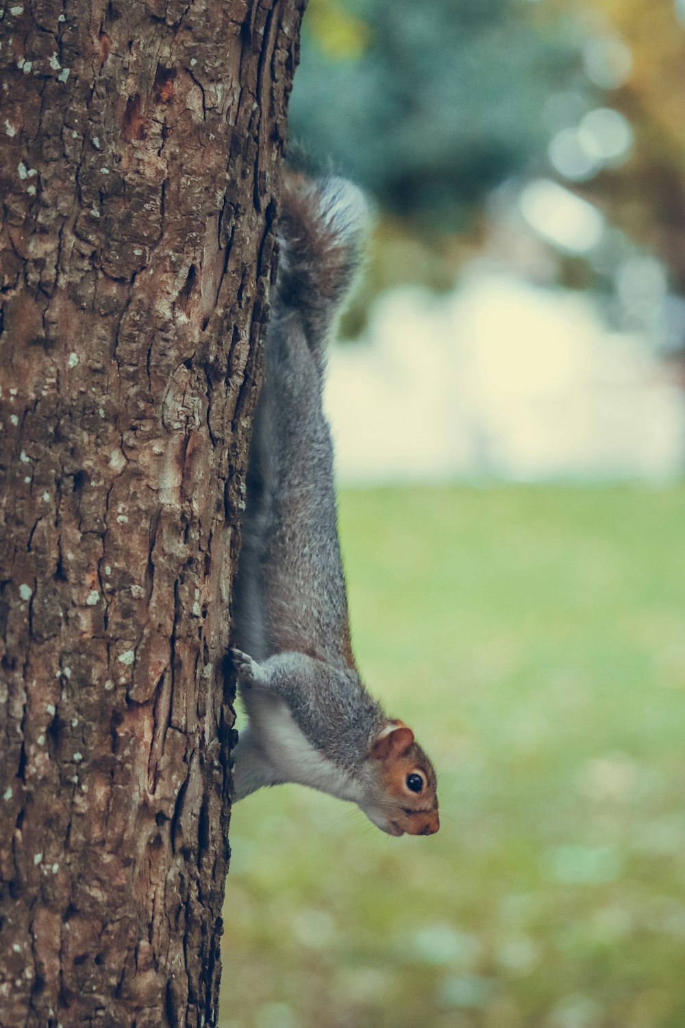 a squirrel climbing up the side of a tree