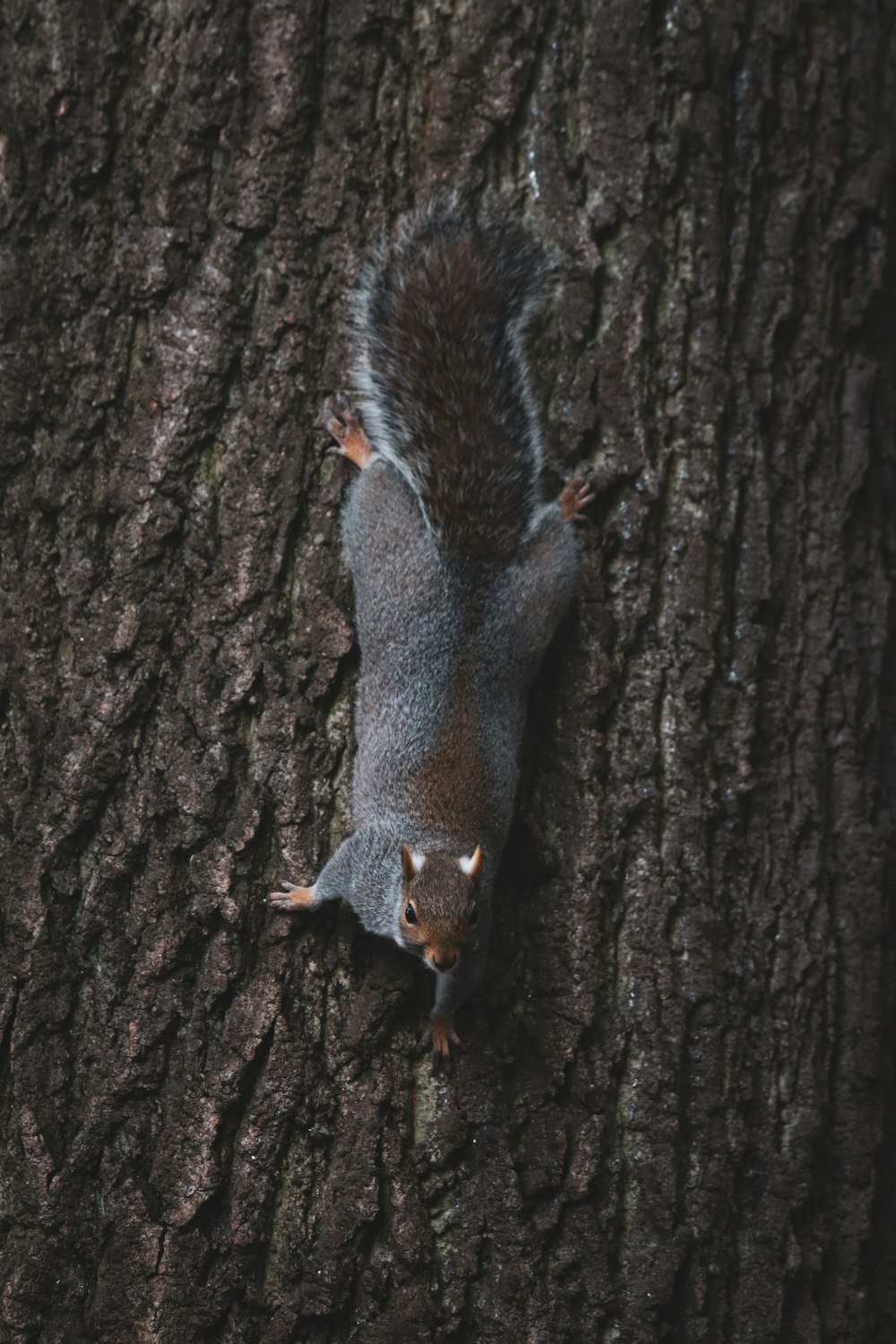 Ein Eichhörnchen sitzt auf der Rinde eines Baumes